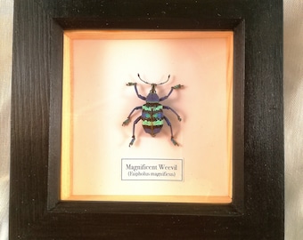 Magnificent Weevil (Eupholus magnificus) framed.