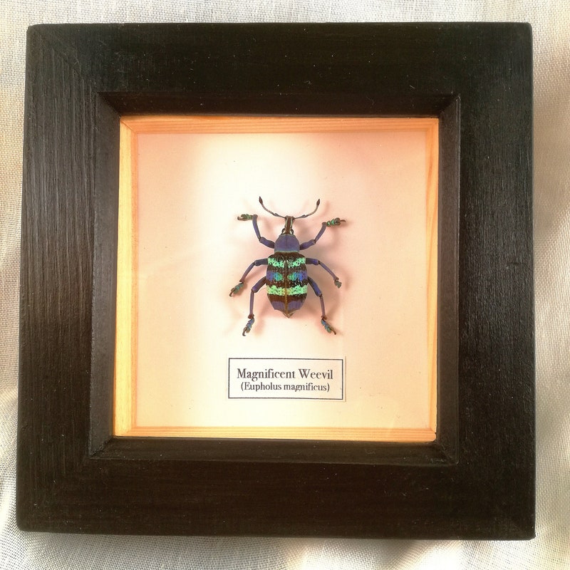 Mounted Weevil - Etsy UK
