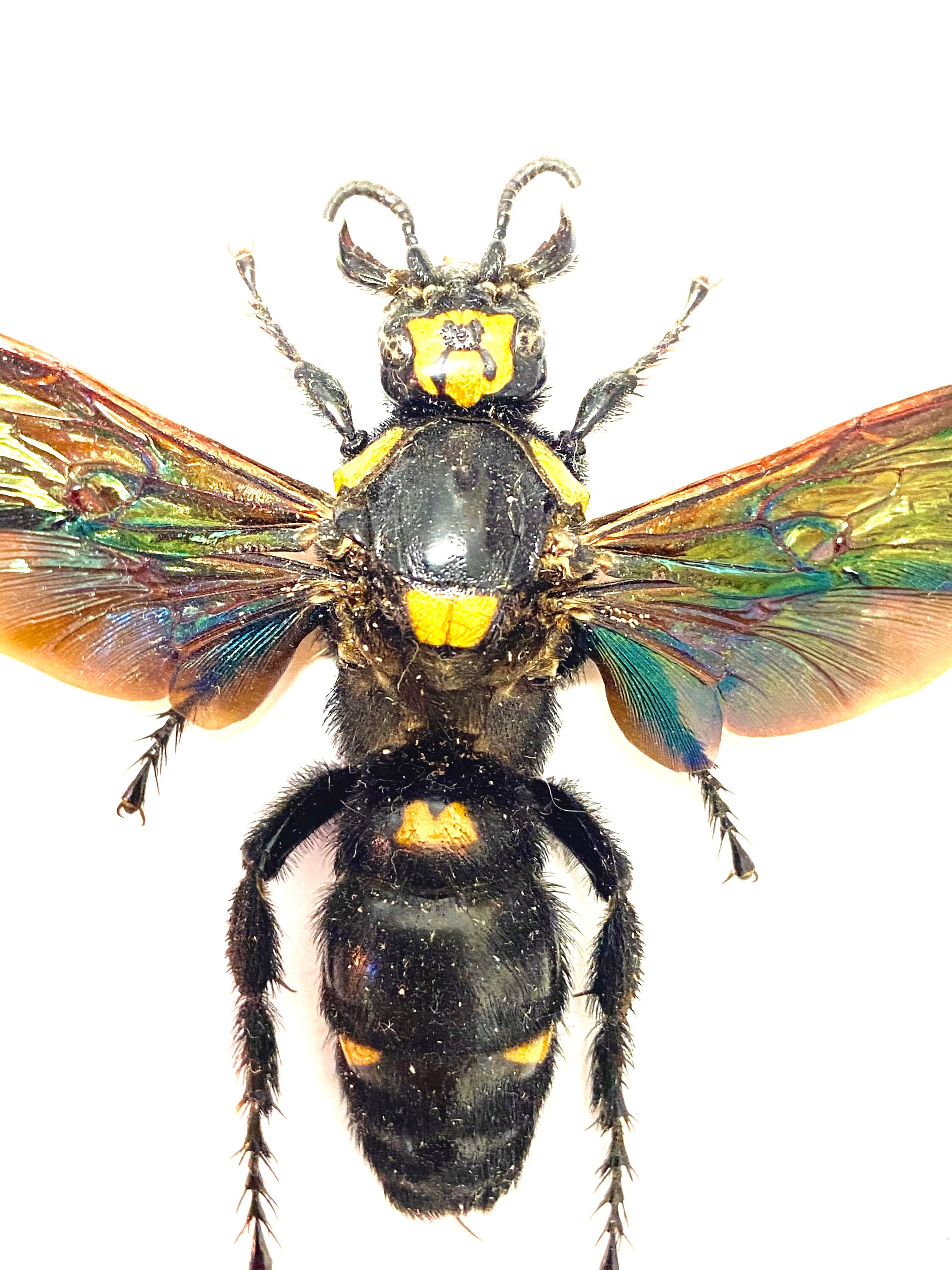 [美品] 新品未開封　Megascolia Procer 1-4 Megascolia Procer Female Giant Procer Wasp Wings Open