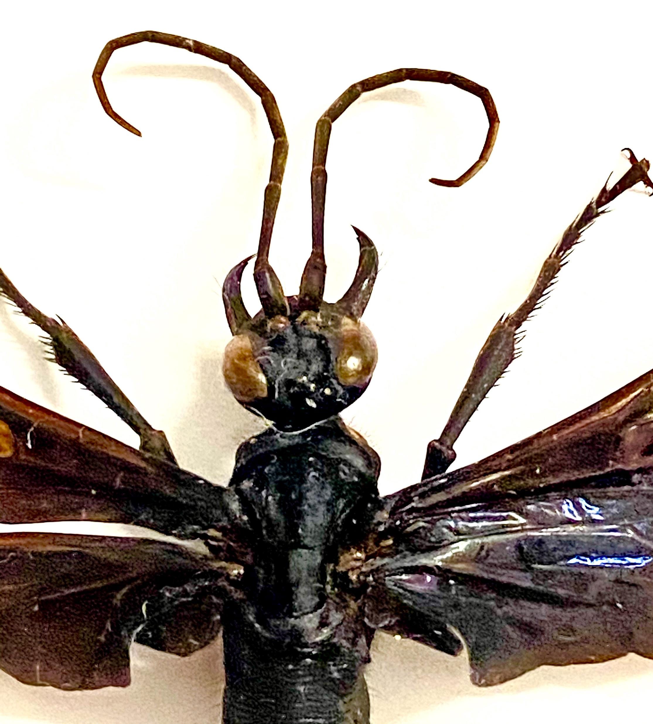 タランチュラホークバチ（Hemipepsis speculifer）の額装された昆虫