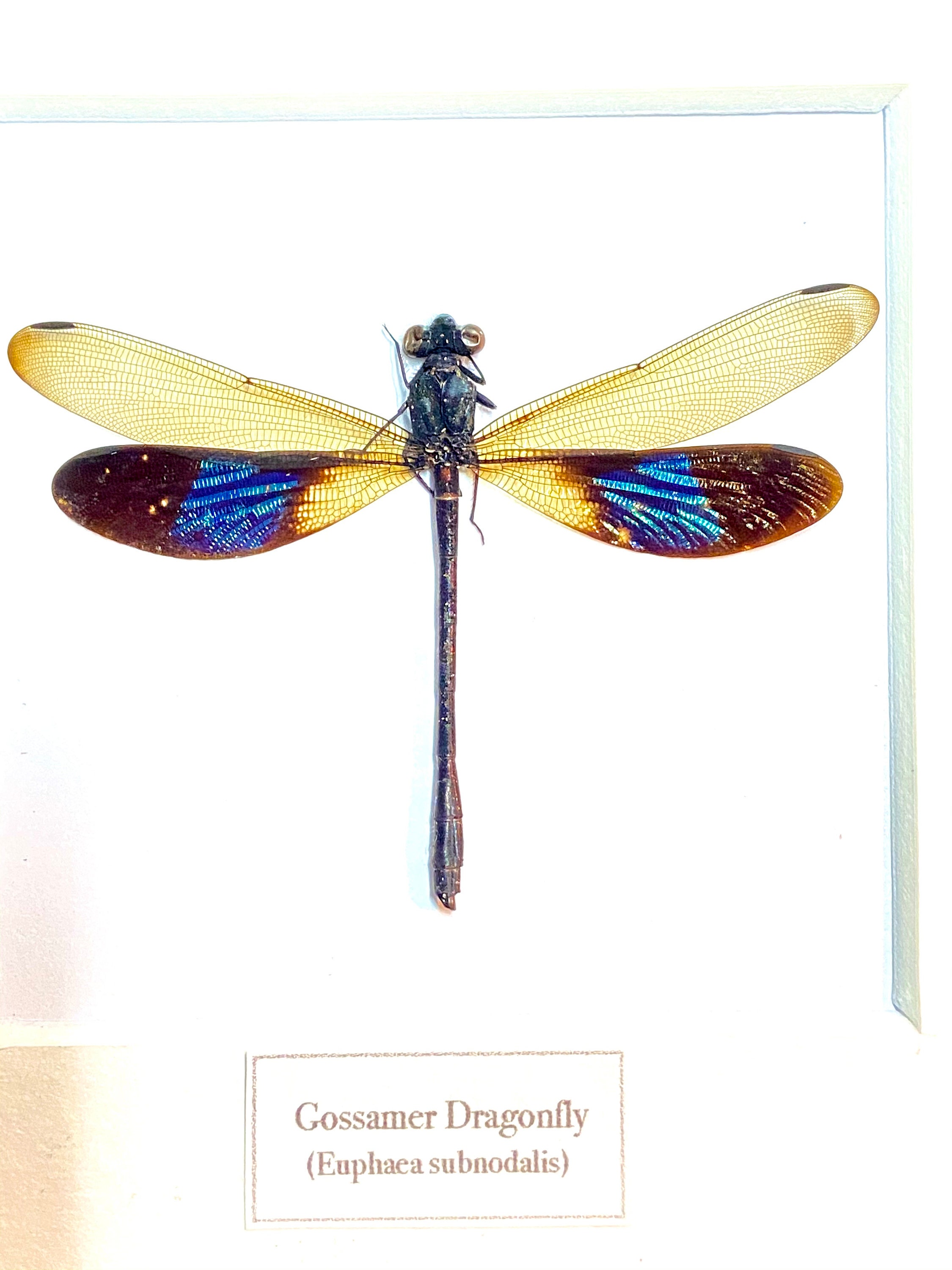 ゴッサマートンボ（Euphrates subnodalis）実物標本。イトトンボ。幼虫