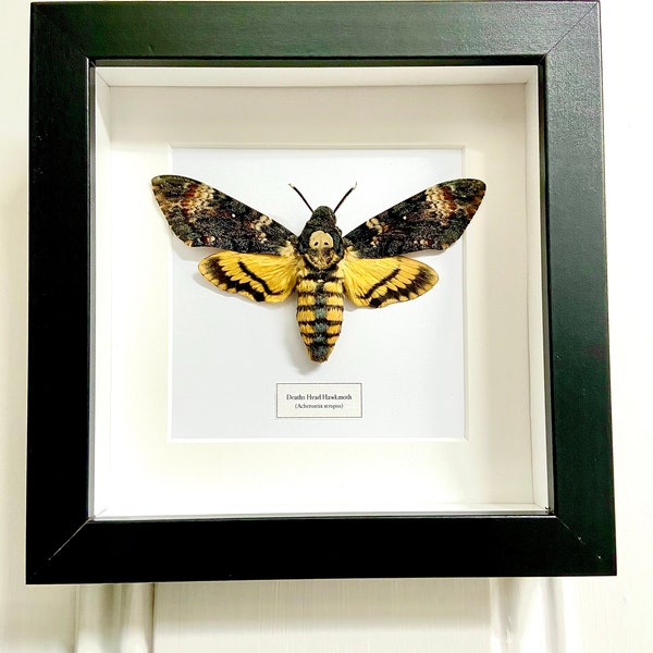 Deaths Head Hawkmoth (Acherontia Atropos) real Insect Framed.