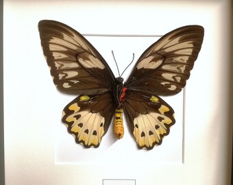 Priam's Birdwing (ornithoptera Priamus) Real Framed Butterfly - Etsy
