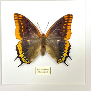 Two-Tailed Pasha. Real specimen framed.charaxes jasius.  Entomology. real butterfly. butterfly specimen. insectsofbeautyuk. Lepidoptera.