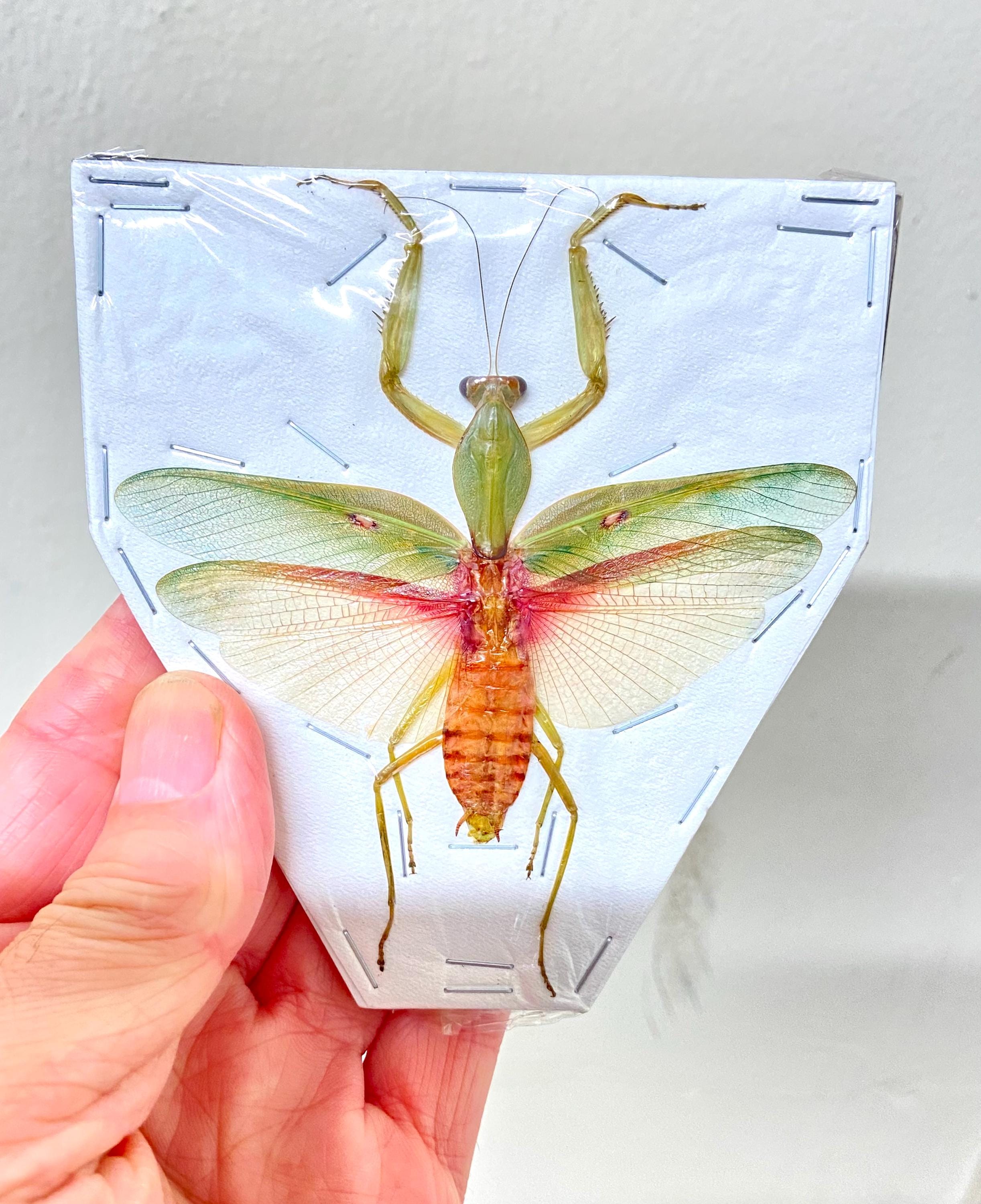 カマキリ（大型）. rombodera basalis。標本のみ。カマキリ。昆虫標本
