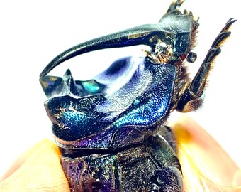 土曜日まで限定セール　昆虫標本　コガネムシ 土曜日まで限定セール 昆虫標本 コガネムシ 土曜日まで限定