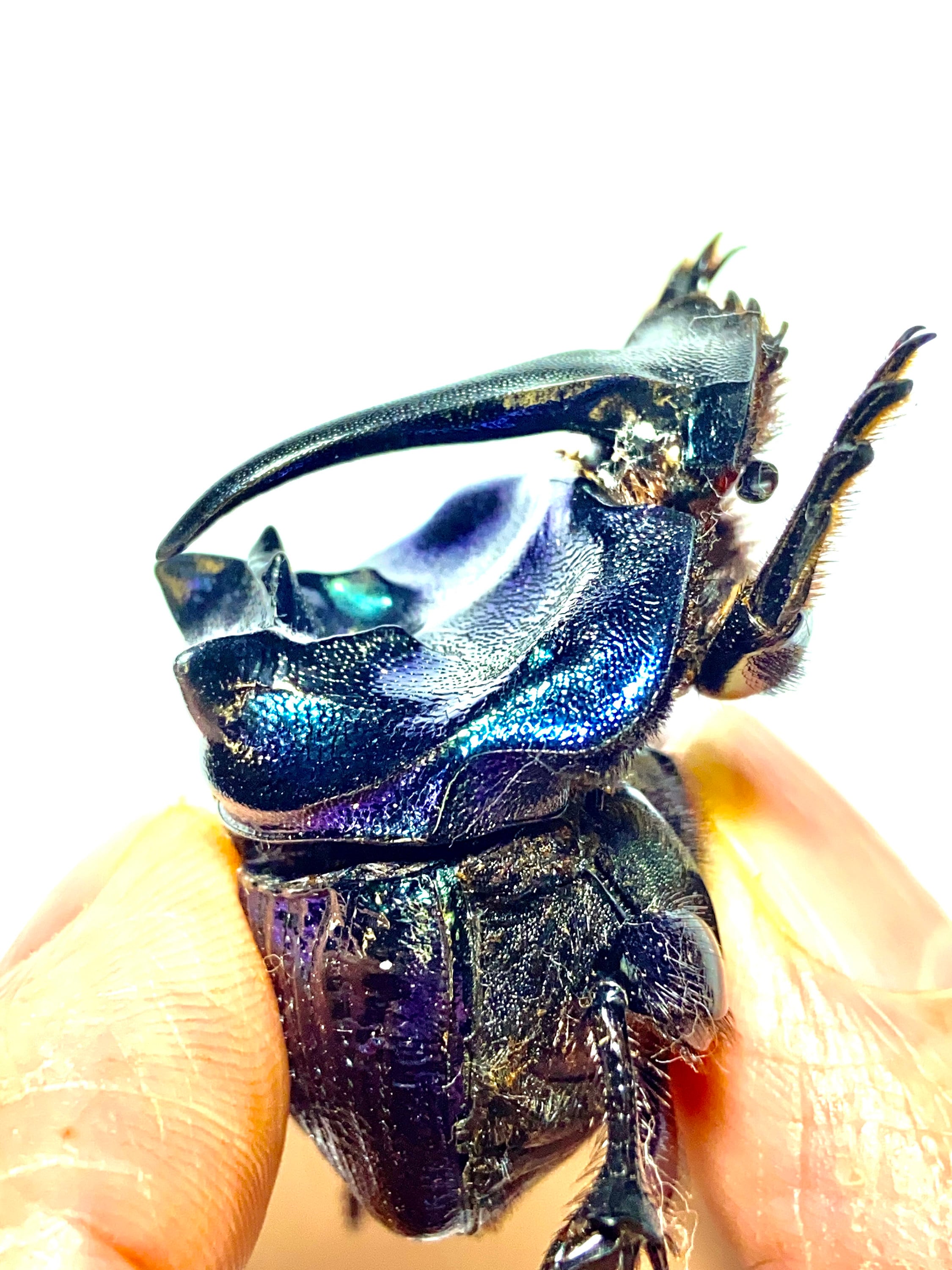 ★昆虫標本★【サスオガセギス 】 紫色のスカラベ甲虫（Coprophanaeus lancifer）昆虫標本