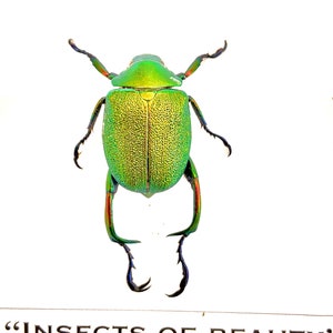 Green Scarab Beetle (Chrysophora chrysochlora) real insect specimen.