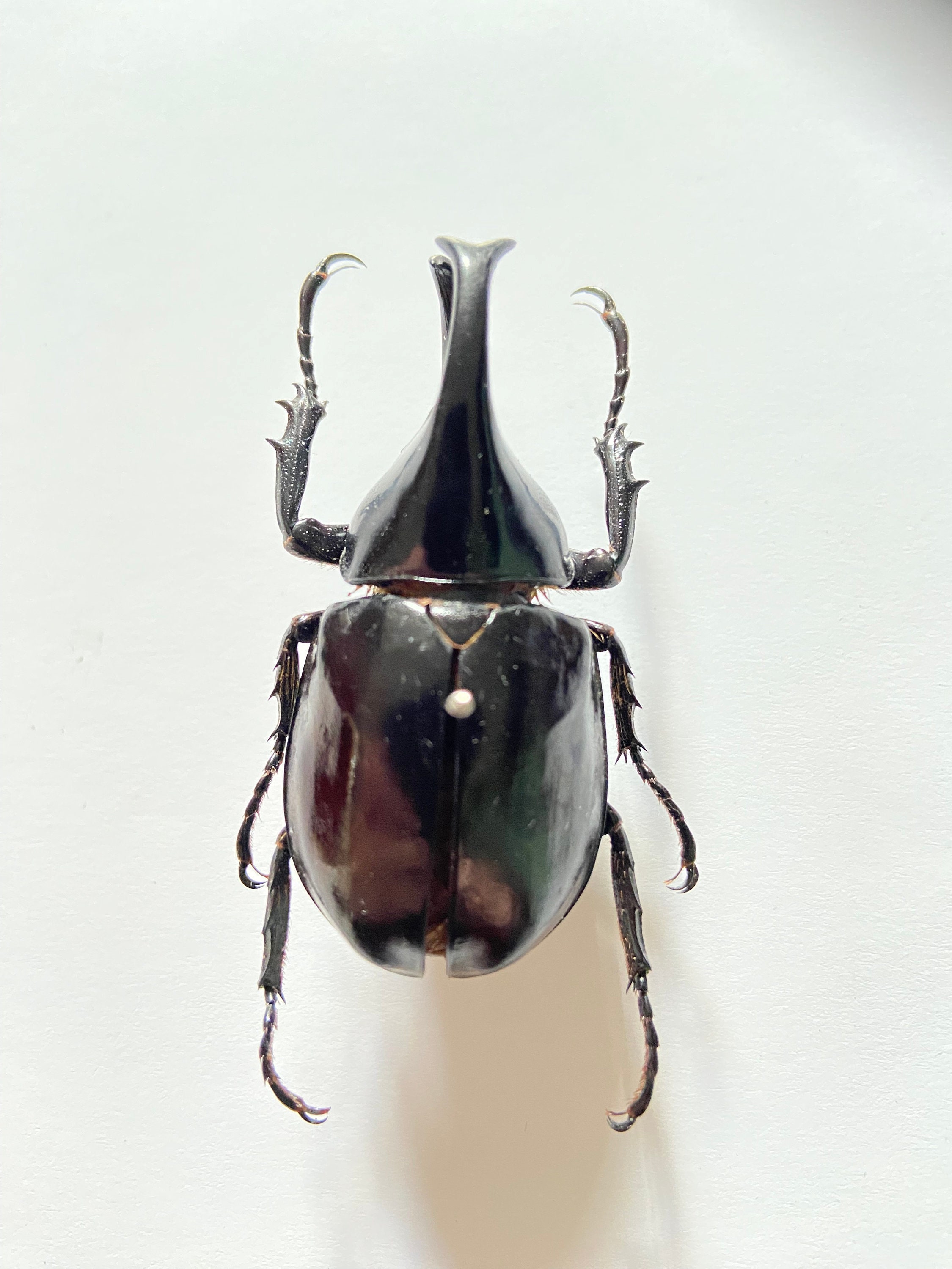 カブトムシ（Xylotrupes lorquini）の実際の昆虫標本
