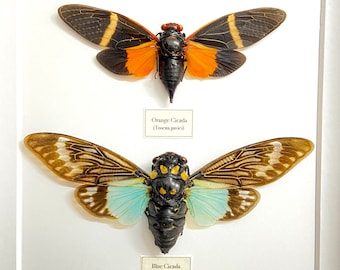 Cicada frame. Blue&Orange Cicada. Real framed specimens.