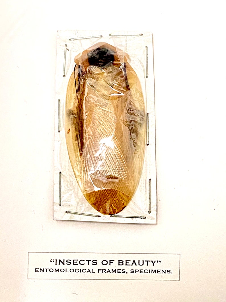 Giant Cockroach ( Blaberus Giganteus) Real Specimen. - Etsy