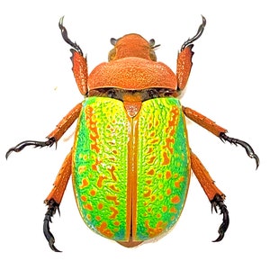 Green Scarab Beetle (chrysina Victoriana) Real Specimen Only