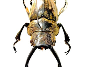 Striped Stag Beetle. Odontolabis Striata. Real Specimen. Lucanidae