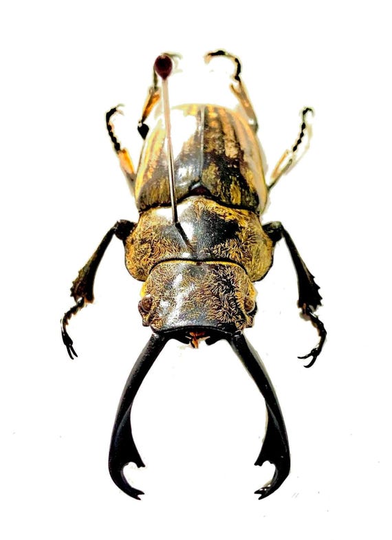 Striped Stag Beetle. Odontolabis Striata. Real Specimen. Lucanidae