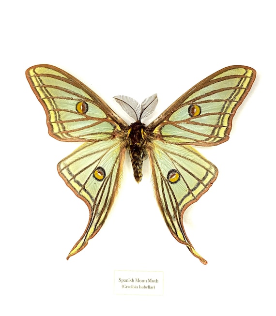 Spain Graellsia　isabellae　78mm Spain Graellsia isabellae 78mm Spanish Moon Moth (graellsia