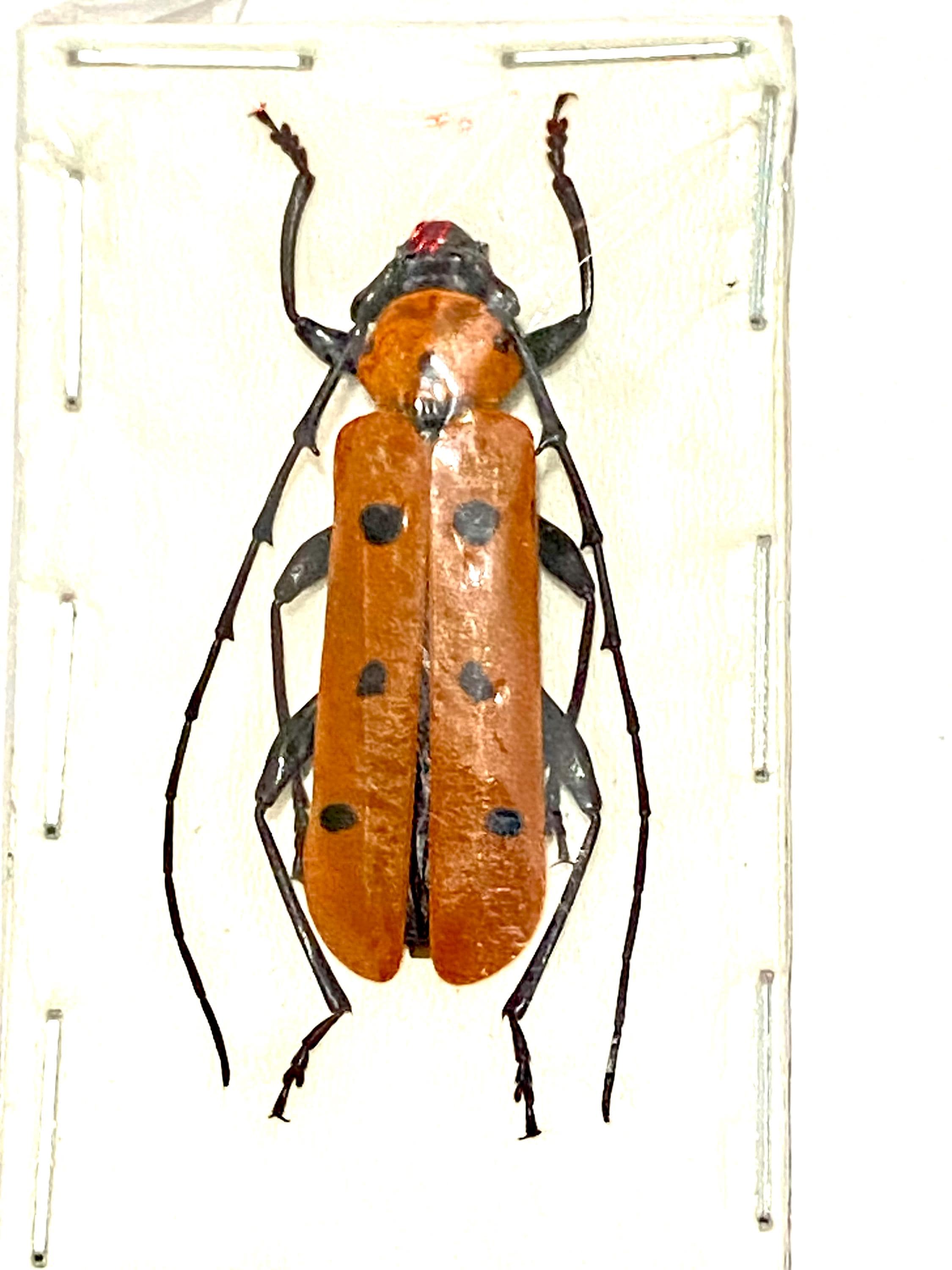Rosalia Insect Rosalia Laeta. Longhorn Beetle. Cerambycidae. Real Insect. Real Beetle ...