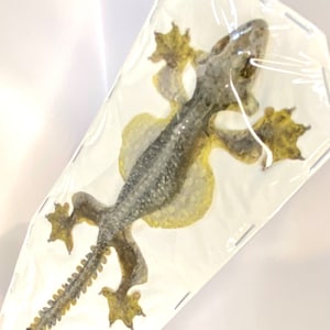 May include: A preserved gecko in a clear plastic display case. The gecko is gray and brown with a long tail.