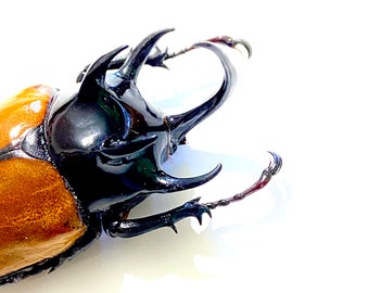巨大カブトムシ（Eupatorus gracilicornis）。本物の昆虫。剥製