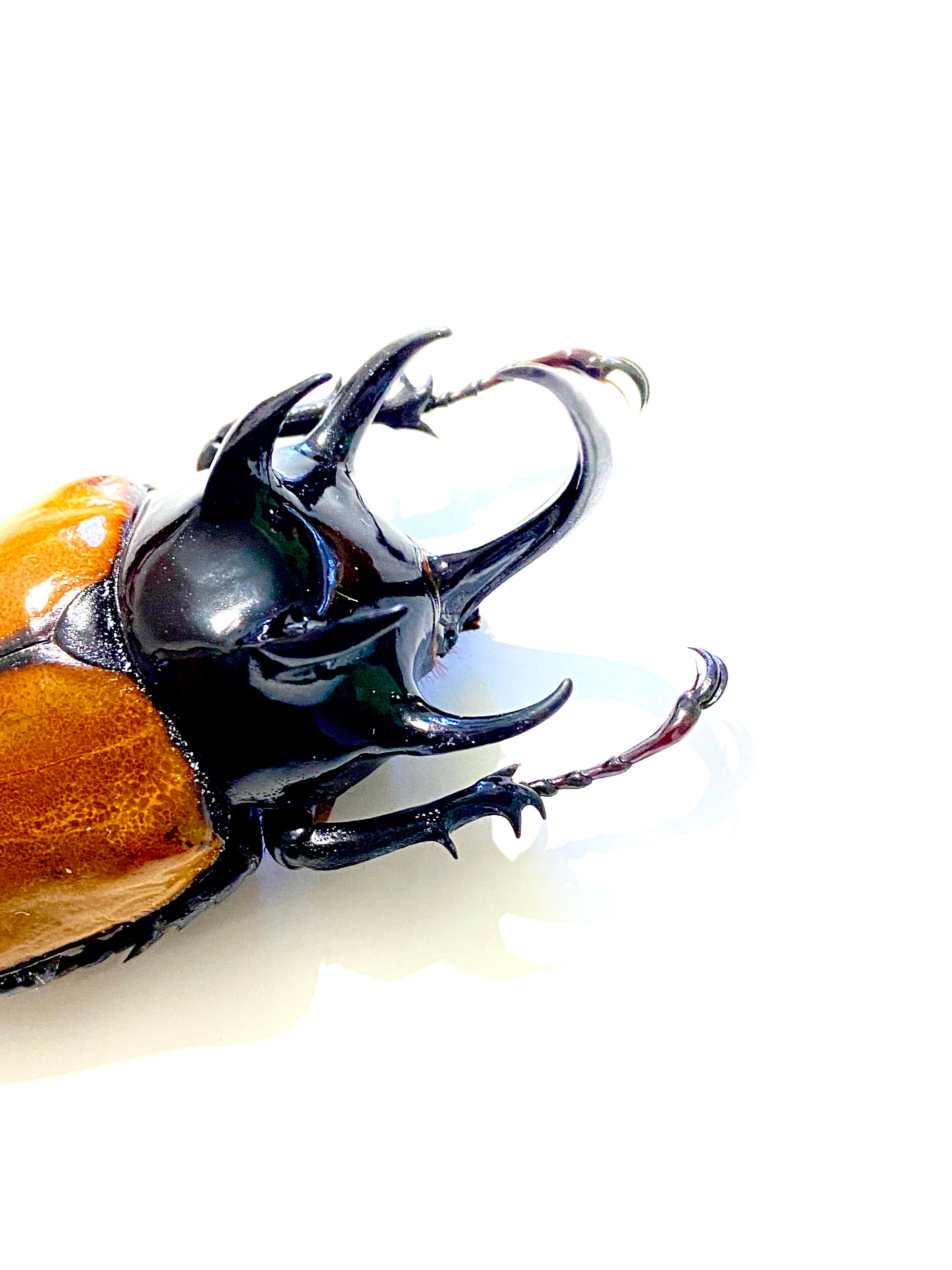 Eupatorus Graulomiris ゴホンツノカブトムシ　標本 巨大カブトムシ（Eupatorus gracilicornis）。本物の昆虫。剥製