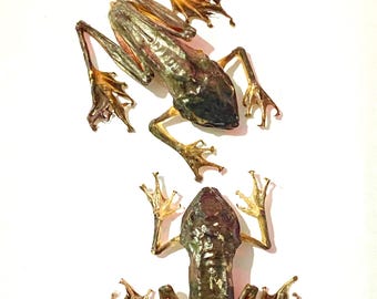 Common Tree Frog (Polypedates leucomystax) real preserved specimen.