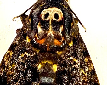 Death’s Head Hawkmoth.(Acherontia Lachesis) specimen only.