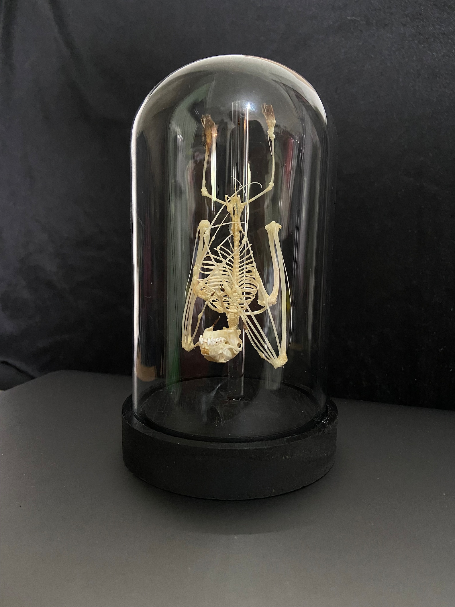 Image of Halloween Bat Skeleton Cloche