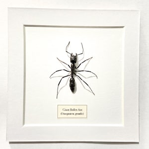Giant Bullet Ant ( Dinoponera Grandis) ant. Real ant. Real insect. Insectsofbeauty. Insect frame. Butterfly frame. Entomology. Ants