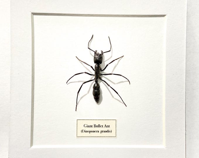 Giant Bullet Ant ( Dinoponera Grandis) Ant. Real Ant. Real Insect ...