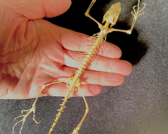 ドブネズミの頭蓋骨 (Rattus norvegicus) 本物の頭蓋骨。齧歯動物