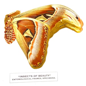 Atlas Moth (Attacus atlas) real specimen. A1 Quality. un-set specimen.Papered-folded wings. Requiring setting. moth. insectsofbeauty.