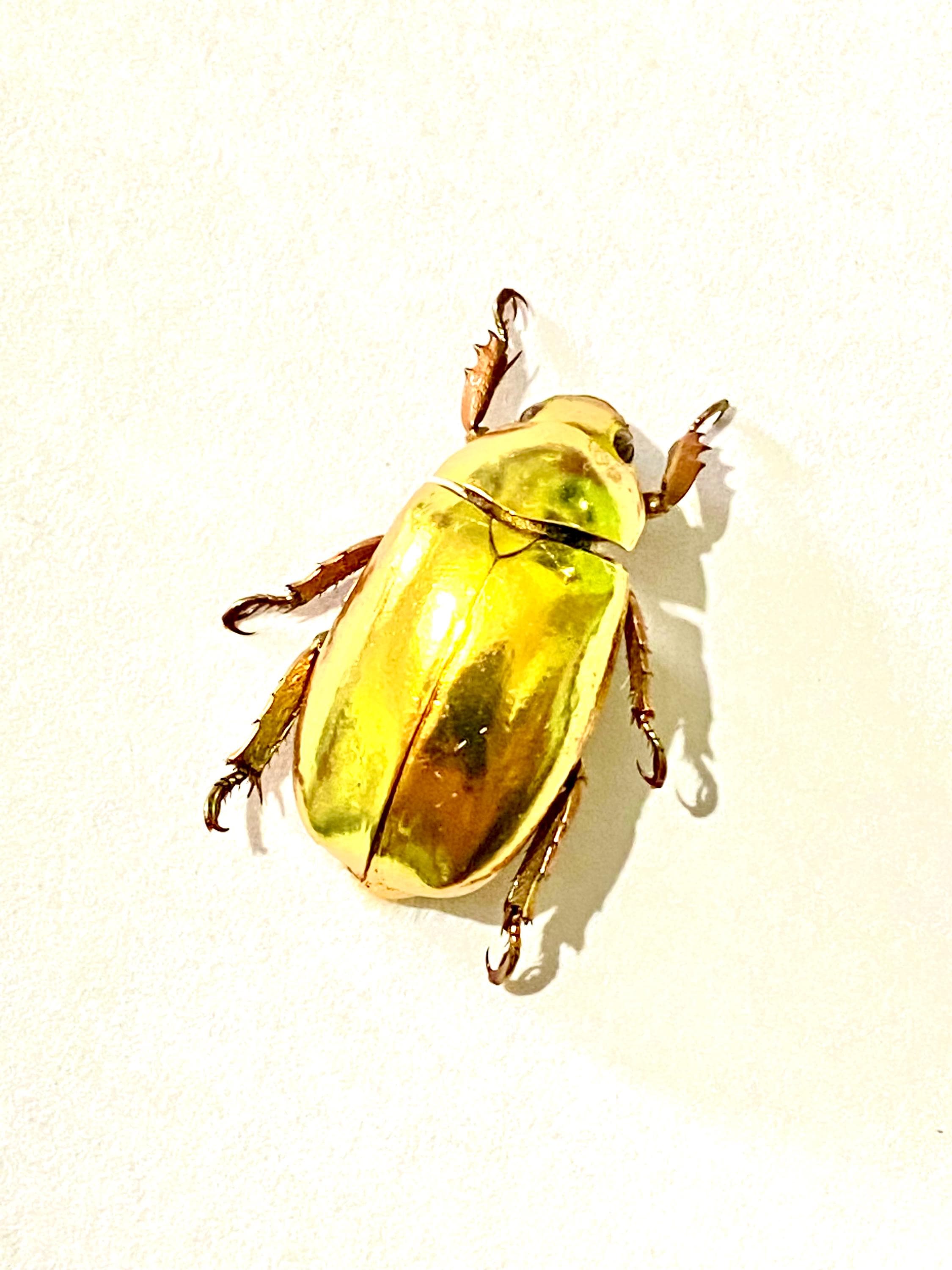 標本 Honduras Chrysina spectabilis 35mm 黄金のスカラベ。Chrysina resplendens。金色。本物の昆虫標本