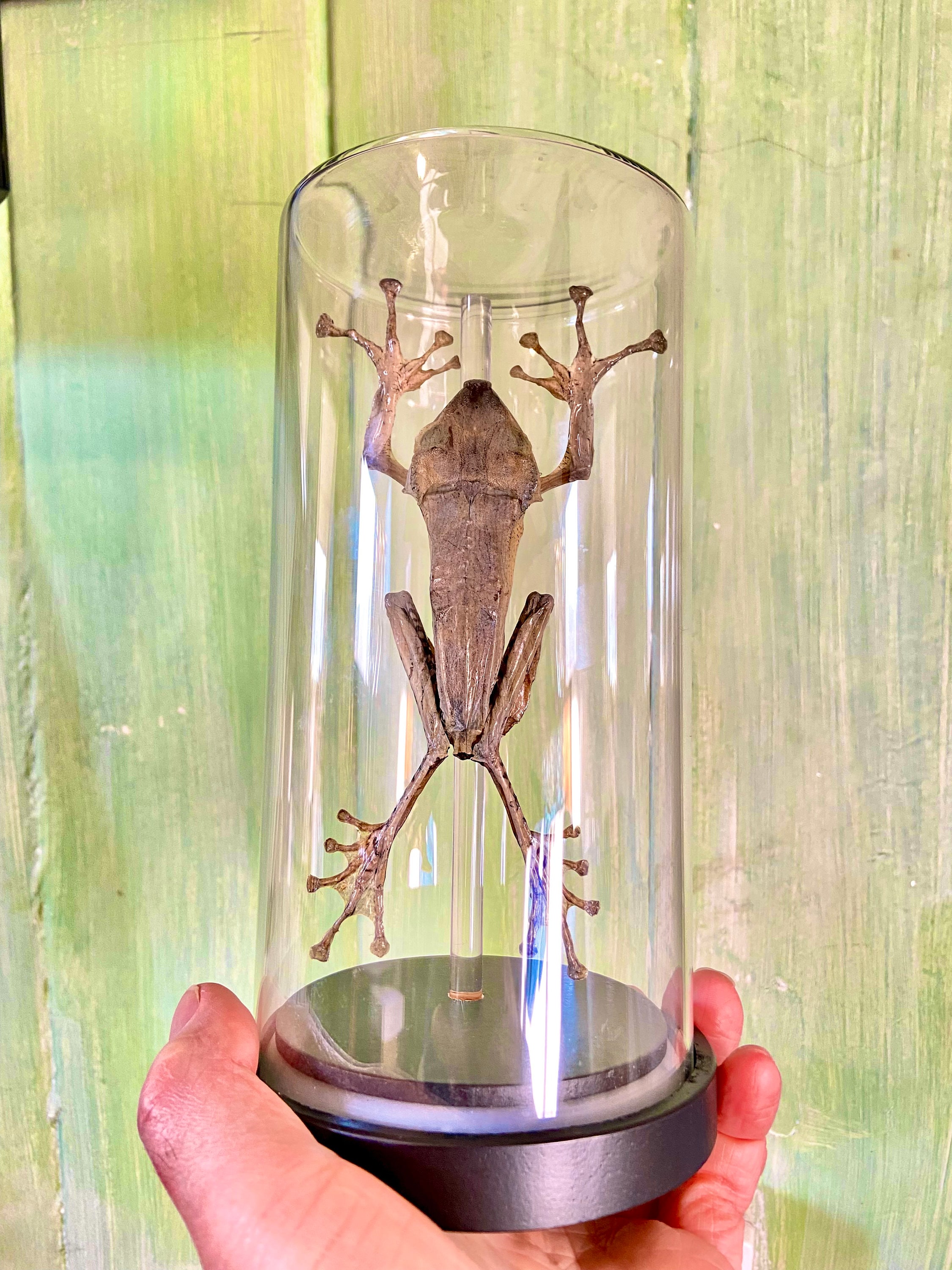 Preserved frog