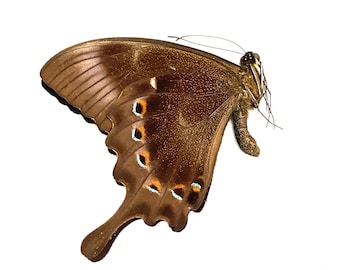 Papilio lorquinianus. Sea green swallowtail. Swallowtail. Real butterfly. un-set folded wings. Insectsofbeauty.