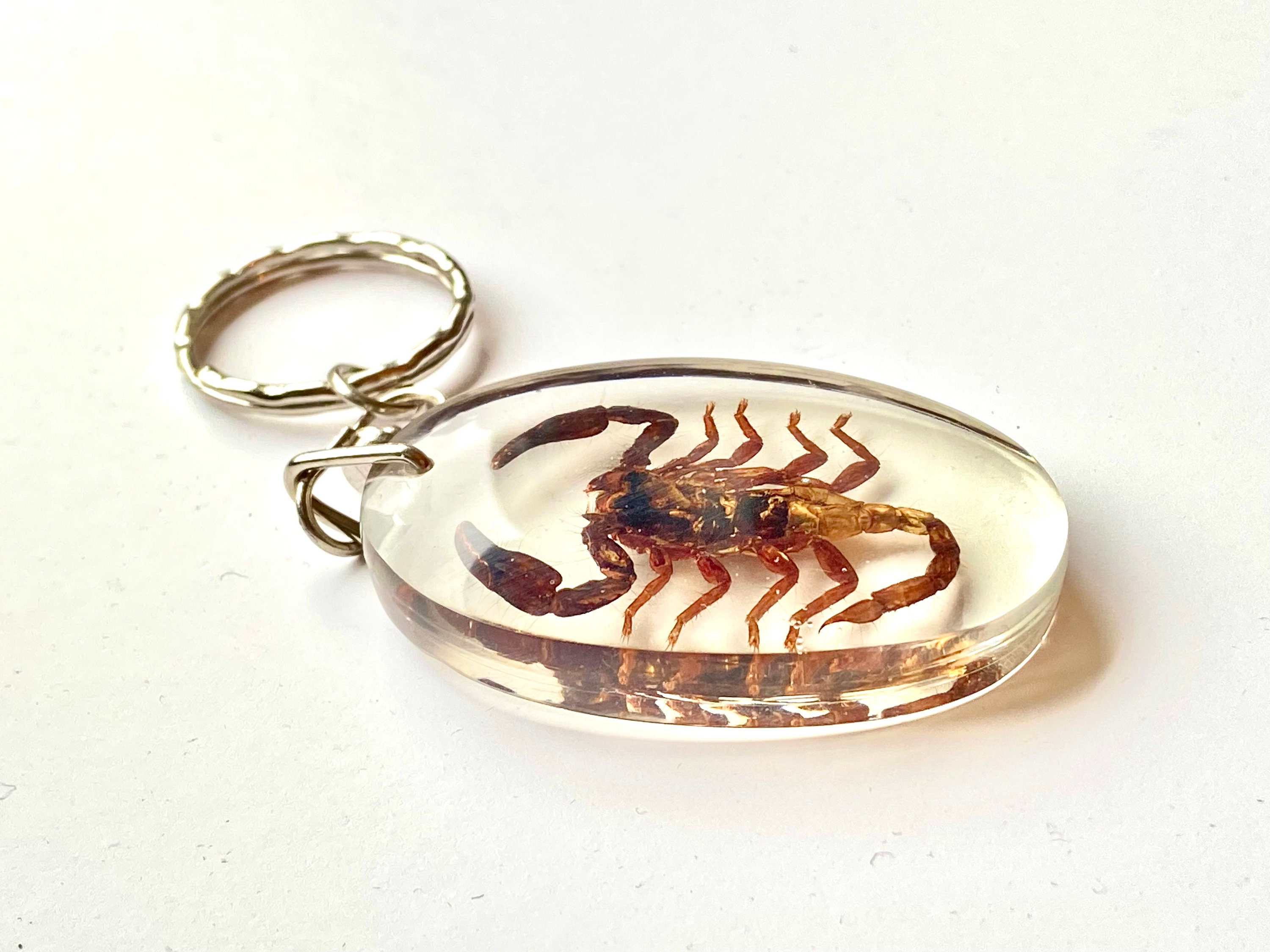 Scorpio Key Remote Scorpion Key Ring. Real Insect. Scorpio. Key Fob. Lucite. Spider. Goth ...