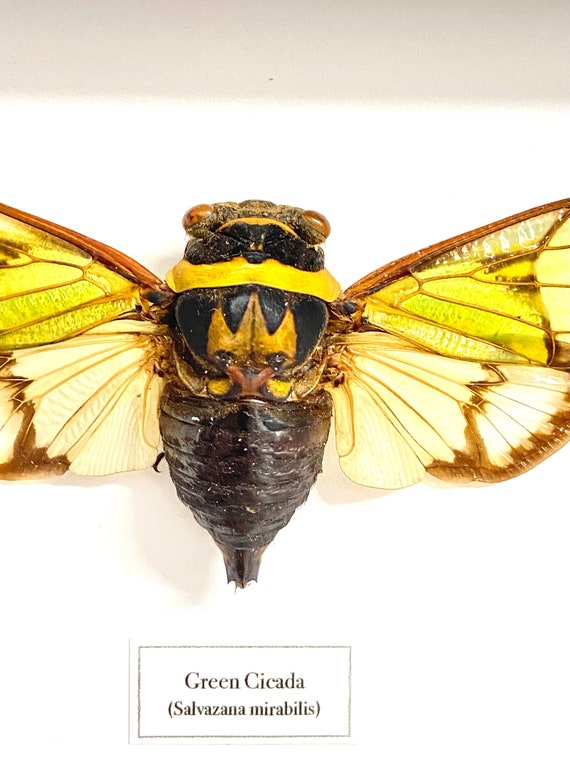 Green Cicada (salvazana Mirabilis) Real Insect Specimen. Framed