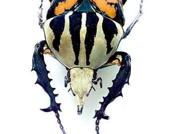 2 A-1mm Phanaeus Demon 1 Major & 1 MINOR 17mm Male Scarab Beetles