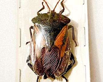 カメムシ。Oncomeris flavicornis。本物の昆虫。昆虫標本
