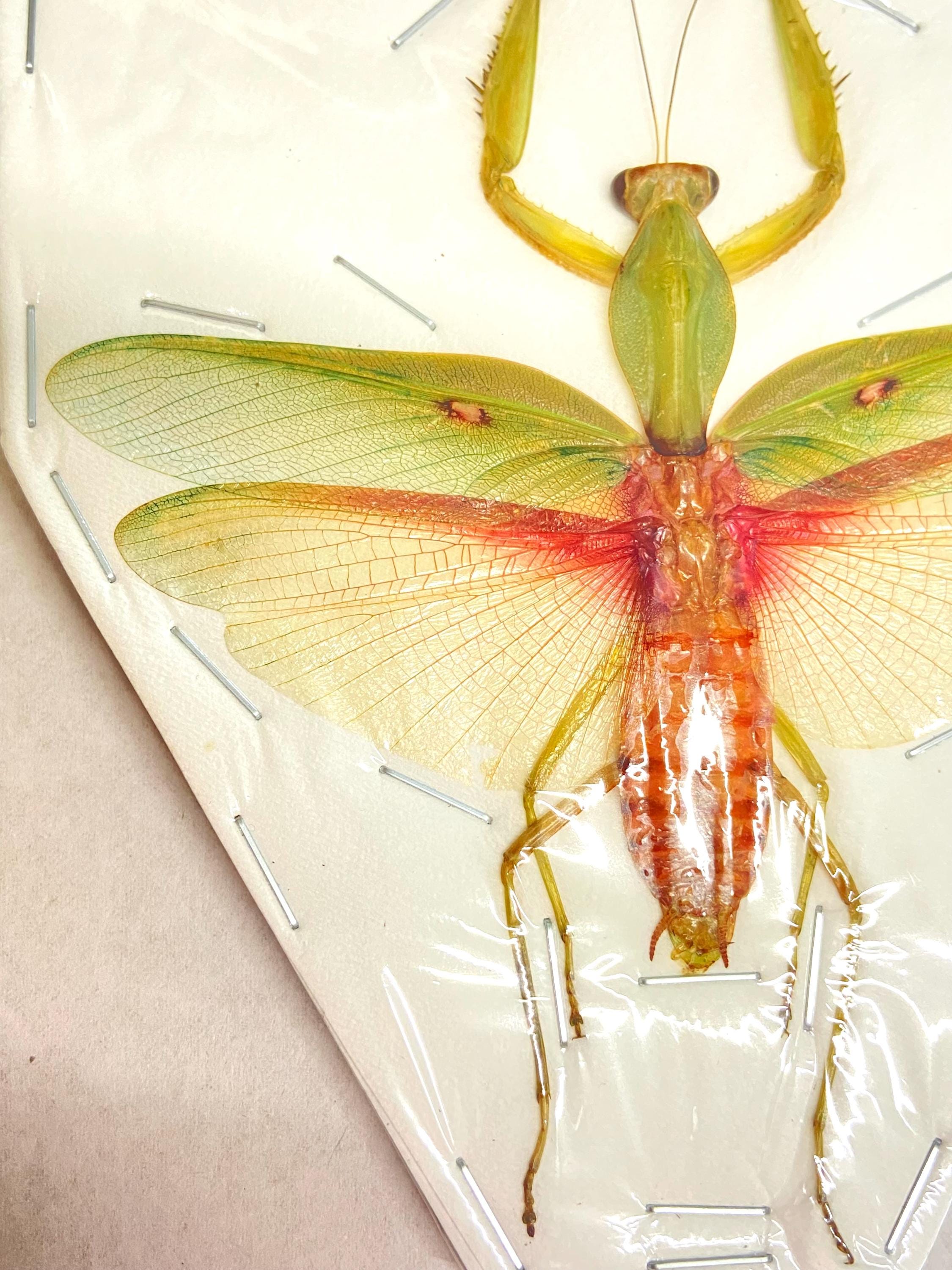 カマキリ（大型）. rombodera basalis。標本のみ。カマキリ。昆虫標本