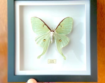 Luna moth. actias Luna. Framed  butterfly. moth. real butterfly. insectsofbeauty. insect taxidermy. real insect. Framed insects