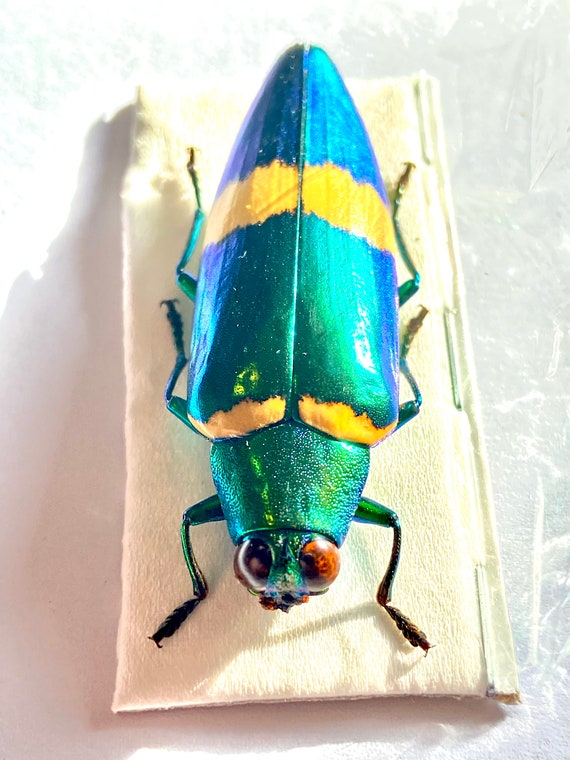 Chrysochroa klapaleki。非常に珍しいタマムシ。A1 品質