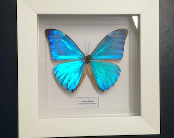 Adonis Morpho (Morpho marcus adonis) real butterfly framed. real butterfly. lepidoptera. morpho. insectsofbeautyuk