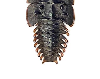 三葉虫。実物標本。昆虫標本。昆虫の美しさ。昆虫学。化石。昆虫