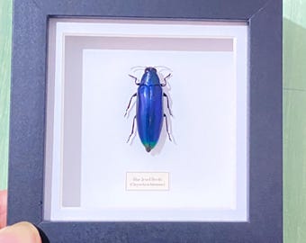 Blue Jewel Beetle.chrysochroa fulminans.real insect . Insectsofbeautyuk. Framed insect. Beetle. Jewel beetle. Entomology. taxidermy
