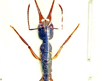 Jumping Ant (Harpegnathus venator)  real specimen.