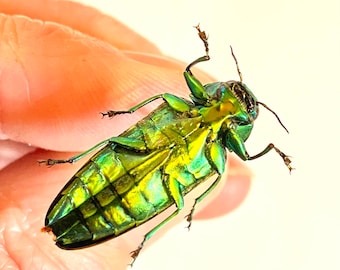 レインボー ジュエル ビートル。Belionata sumptuosa。タマムシ科