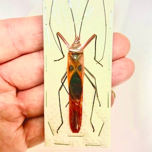 Rote Stinkwanze (Lohita grandis) echtes Exemplar. INSEKTENMUSTER.Schmetterling Rahmen. insektenvonbeauty. Fehler. Tierskulptur