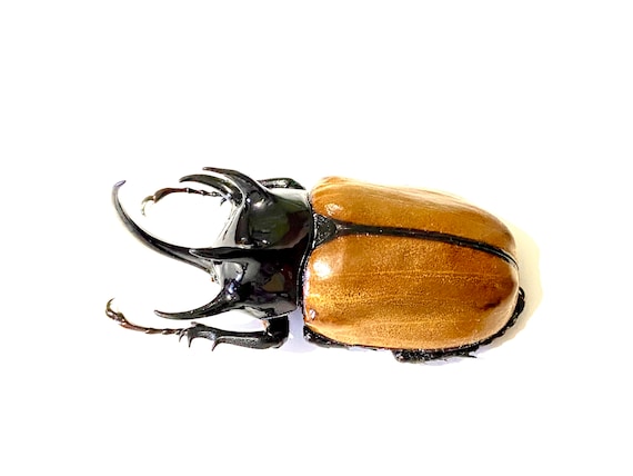 巨大カブトムシ（Eupatorus gracilicornis）。本物の昆虫。剥製