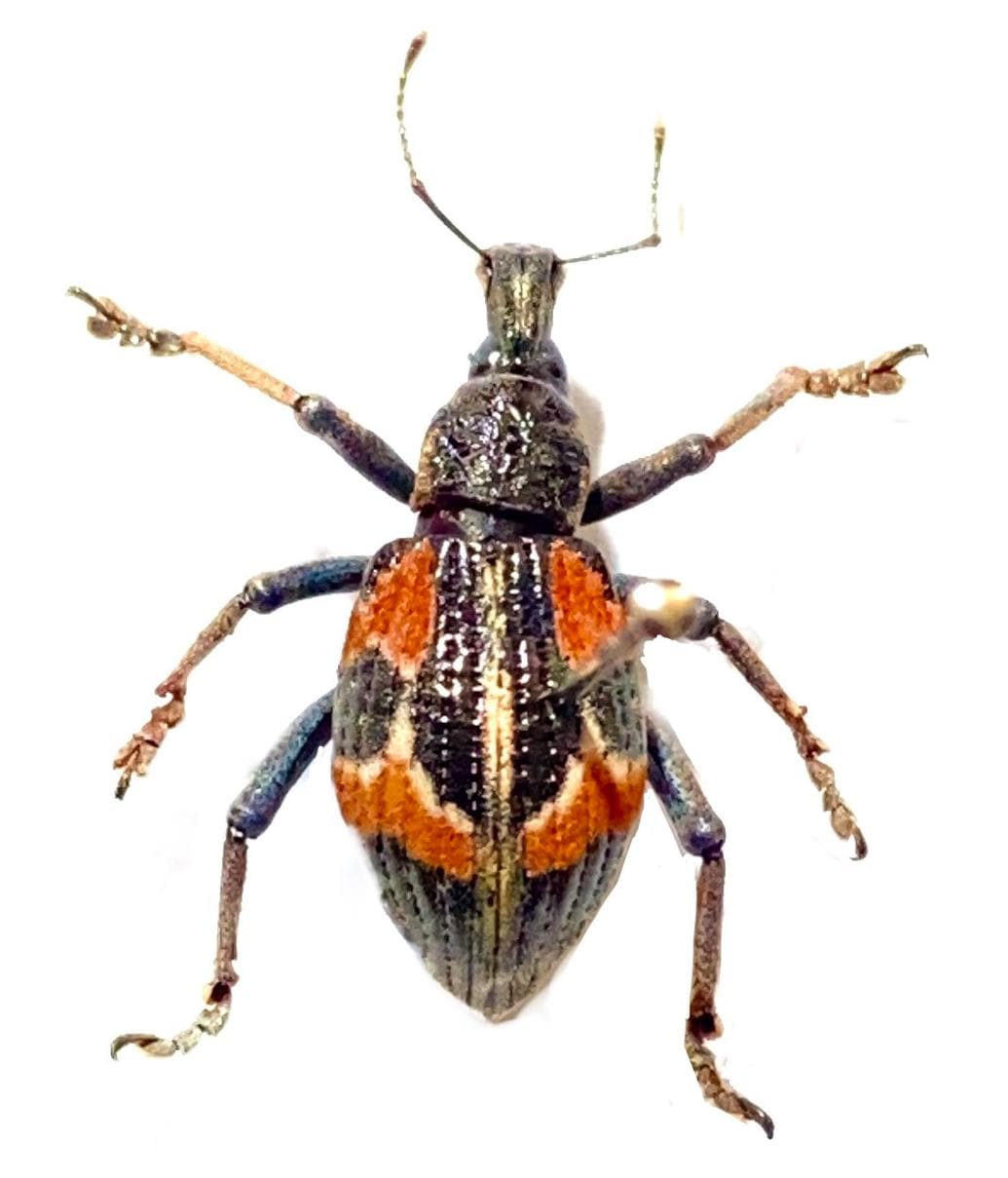 Rhinoscapha humboldtiana。本物の昆虫。ゾウムシ。昆虫標本。美しい