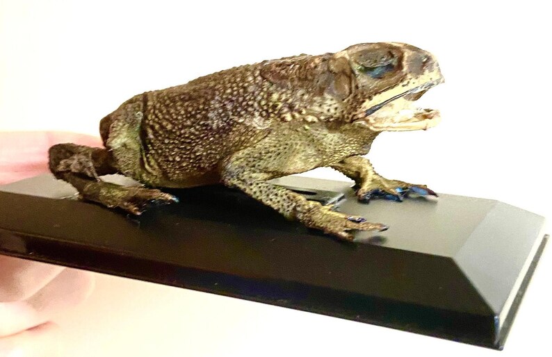 Toad (asian) Real Preserved Specimen in Display Case. Toad. Frog ...