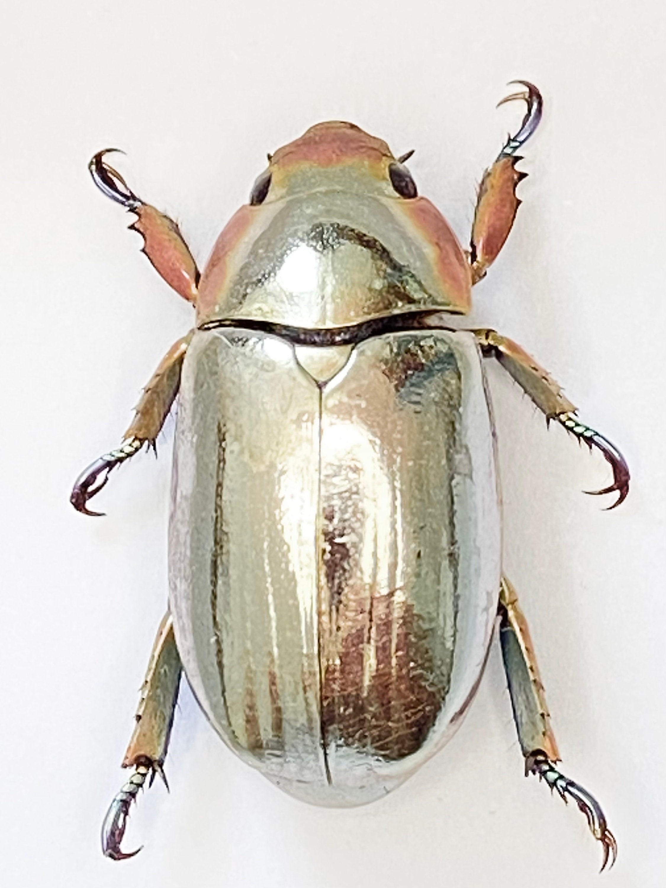 Silver Scarab (chrysina Chrysargirea) Specimen Only. Plusiotis